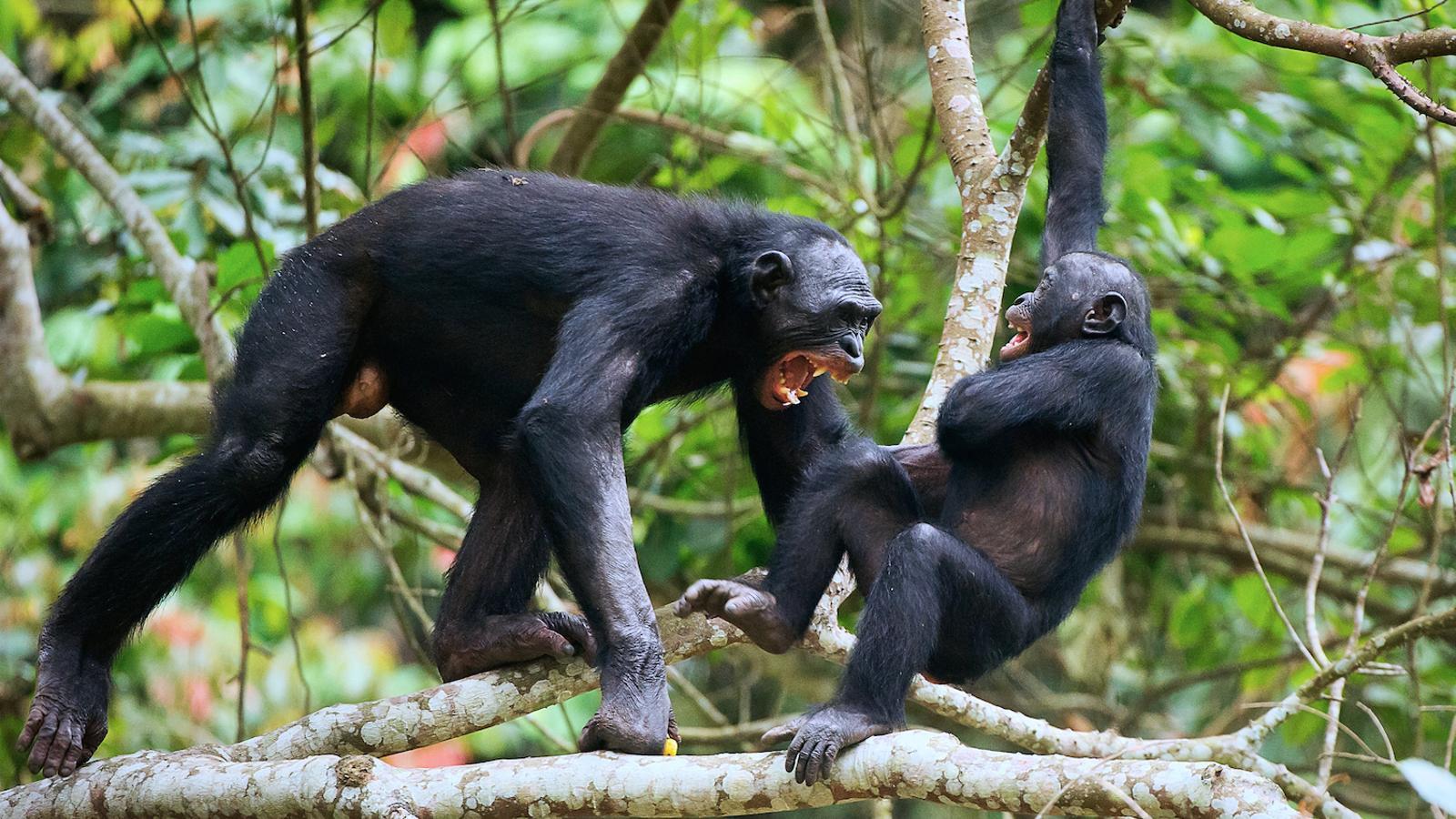 Els ximpanzés són, després de l'home, els animals més violents del planeta. Però només maten per protegir el seu territori
